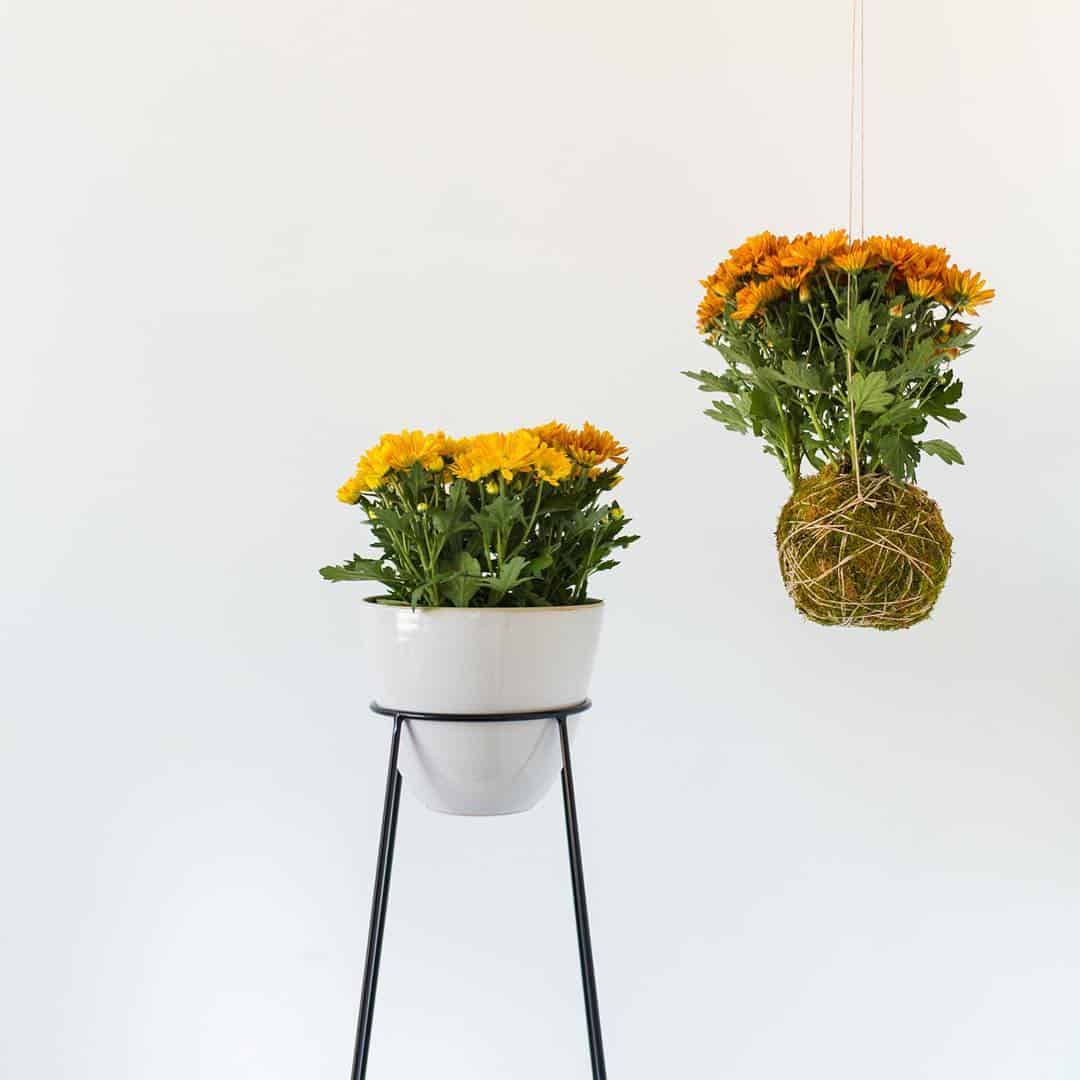 Potted chrysanthemum Photo care instructions
