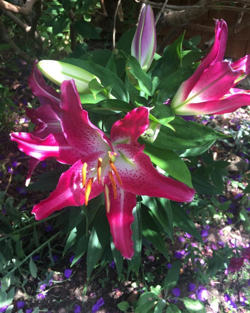 An ode to Lily: Tubular hybrids Photo care instructions