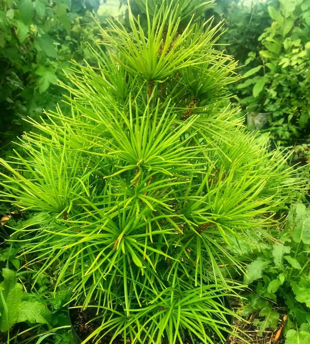 Proper planting of cedar seedlings in the garden Photo care instructions
