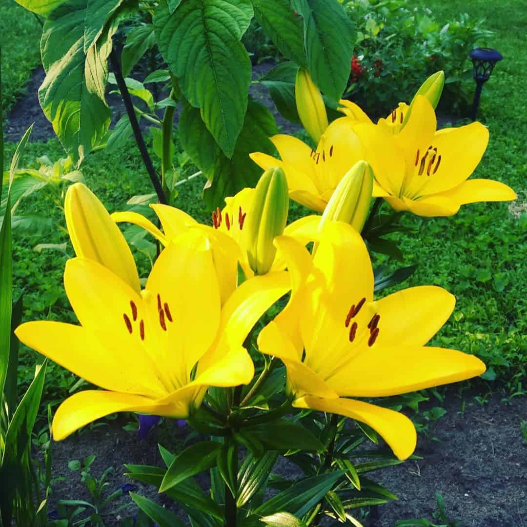 Lily Tubular hybrids