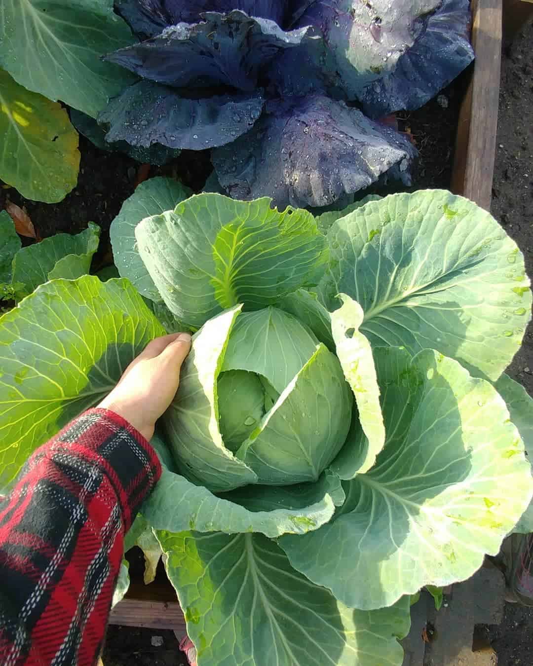 Dutch cabbage