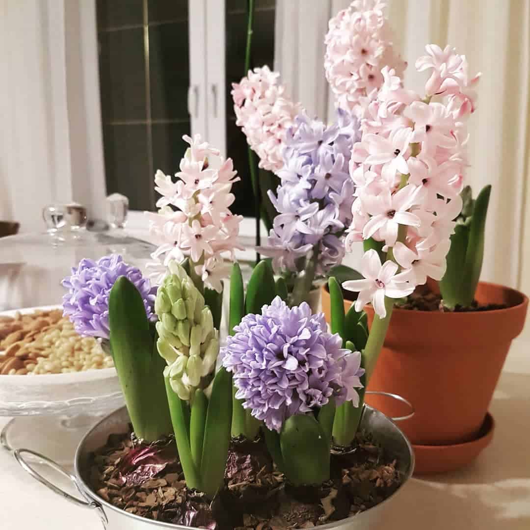 Hyacinth reproduction at home