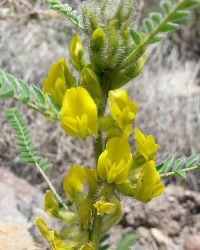 Astragalus is almost magical herb Photo care instructions