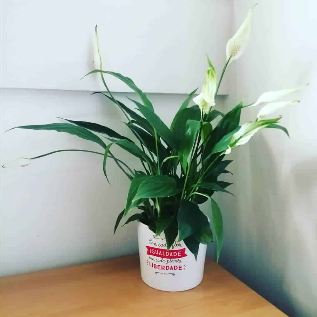 Flower Spathiphyllum at home Photo care instructions