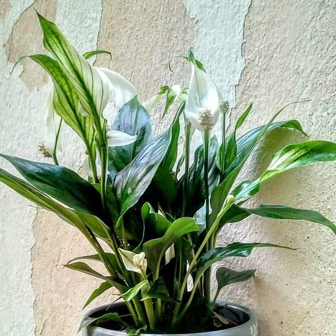 Flower Spathiphyllum at home Photo care instructions