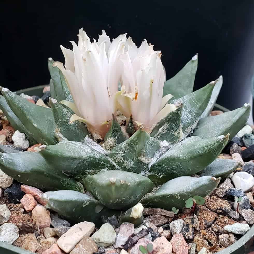 How to care Ariocarpus at home? Photo care instructions