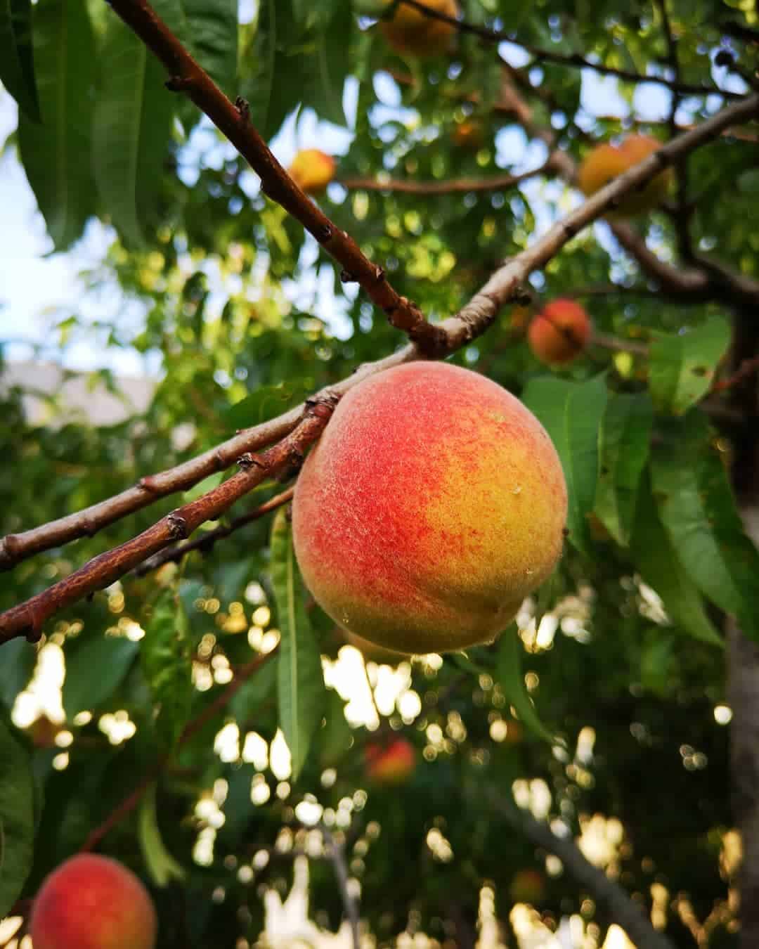 How to grow peaches from seeds? Photo care instructions
