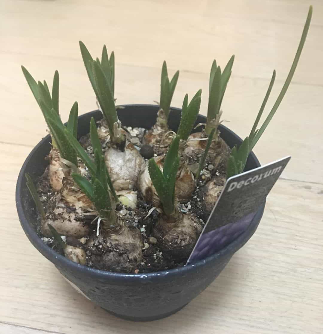 Hyacinth Photo care instructions