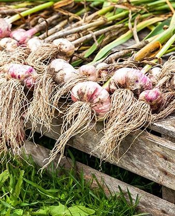 The rules of growing garlic outdoors Photo care instructions