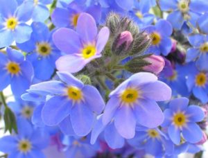 Growing forget-me-nots