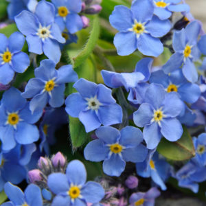 Growing forget-me-nots Photo care instructions