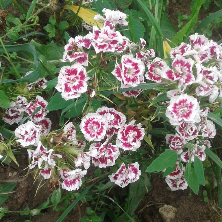 Carnations perennial in the garden, planting and care Photo care instructions