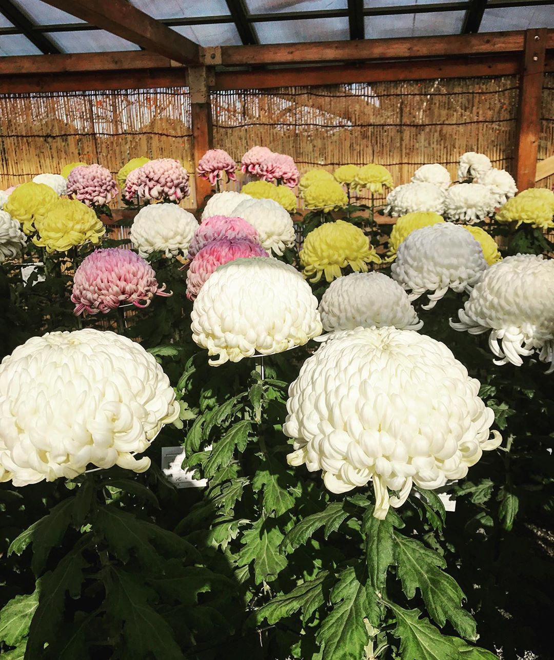 Cultivation and reproduction of chrysanthemums outdoor Photo care instructions