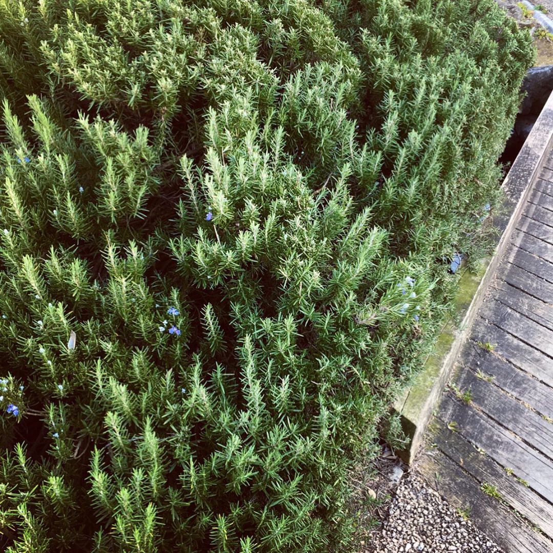 Growing rosemary outdoors, the rules of care Photo care instructions