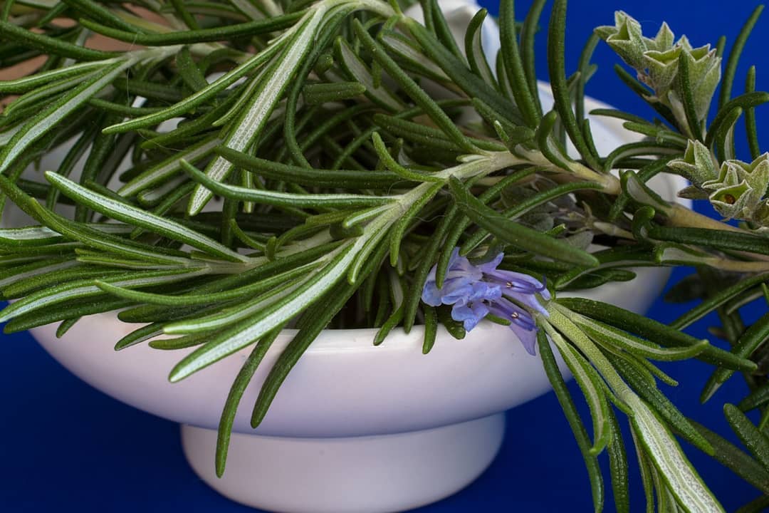 Growing rosemary outdoors, the rules of care Photo care instructions