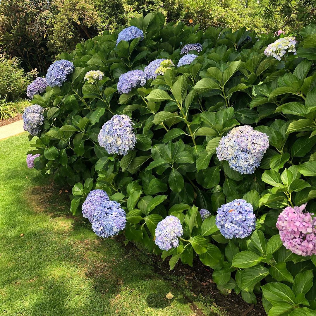 How feed hydrangeas in the spring ? Photo care instructions