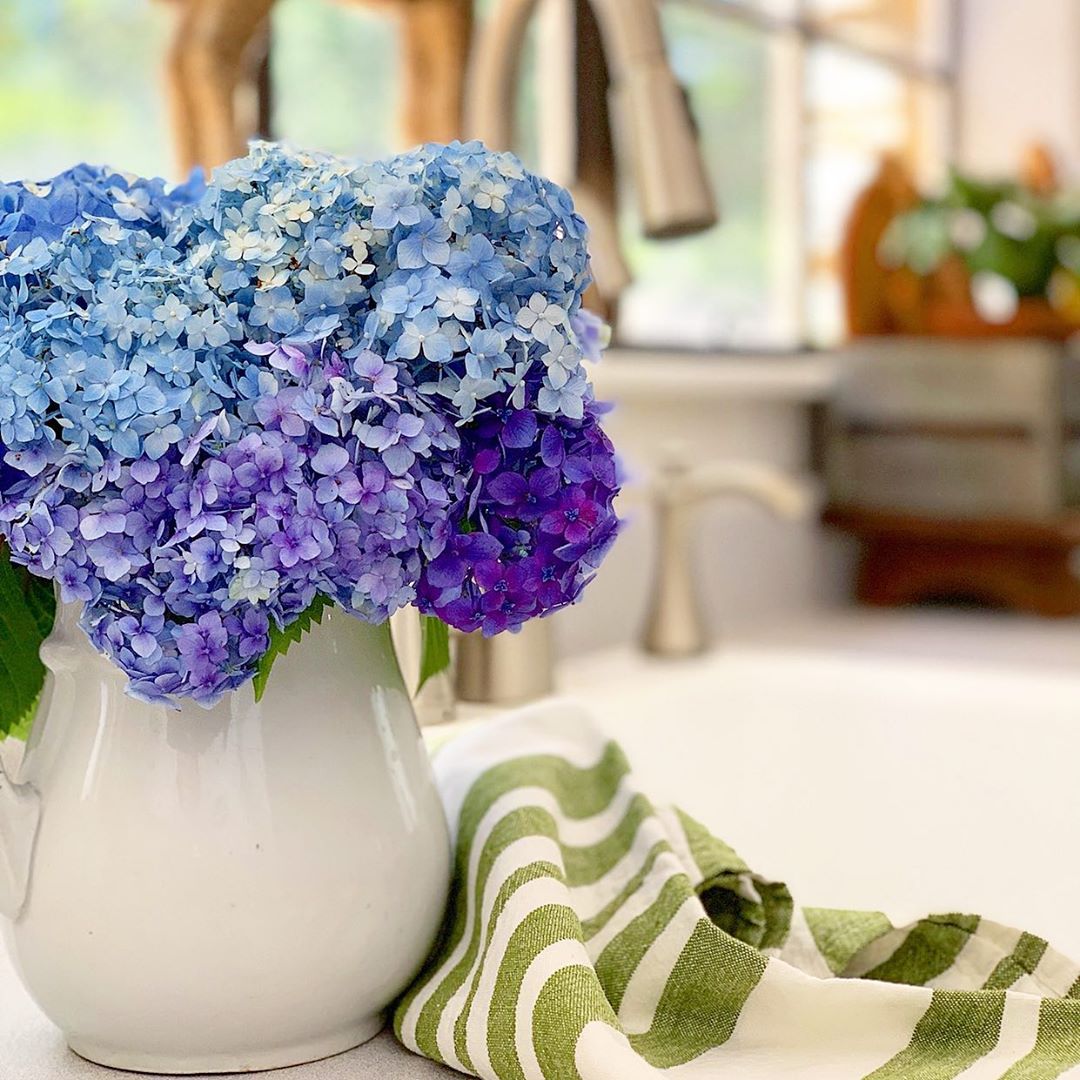How feed hydrangeas in the spring ? Photo care instructions