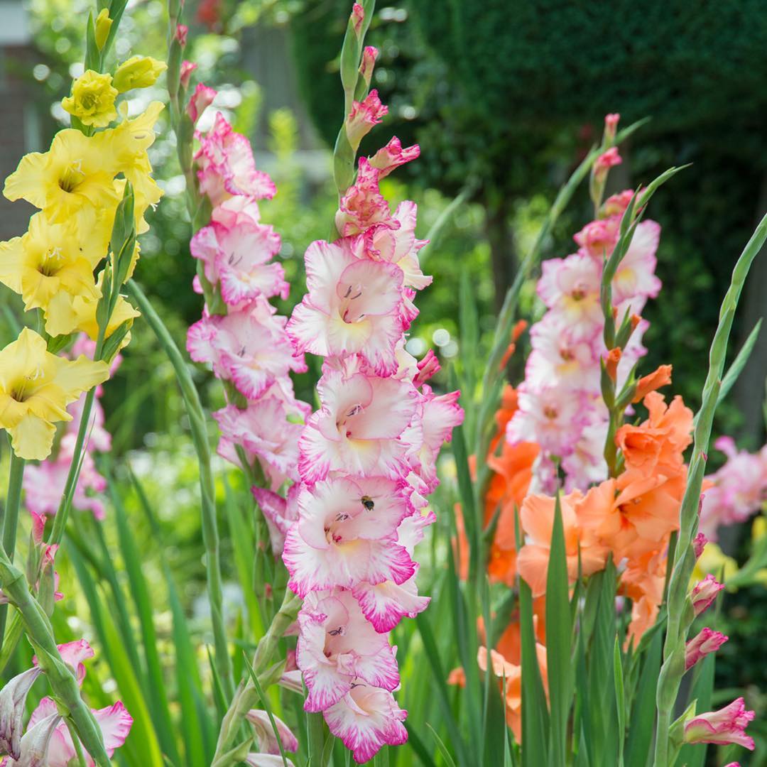 Planting and caring Gladiolus. Photo care instructions
