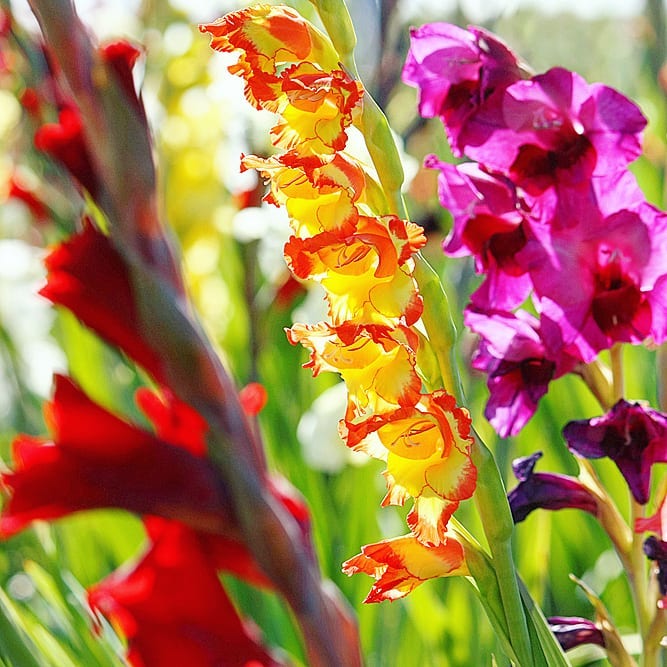 Planting and caring Gladiolus. Photo care instructions