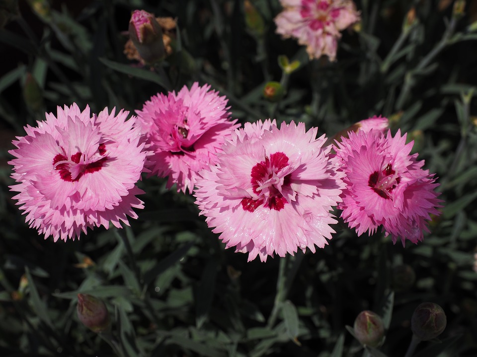 Carnations perennial in the garden, planting and care Photo care instructions
