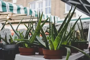 How To Care For Aloe Plant