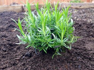 How To Care For Lavender Plant