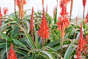 Aloe Vera Plant Care
