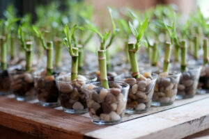 Bamboo Plant Care