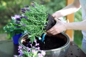 How To Care For Lavender Plant