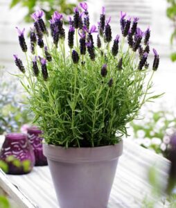 Lavender Plant Care
