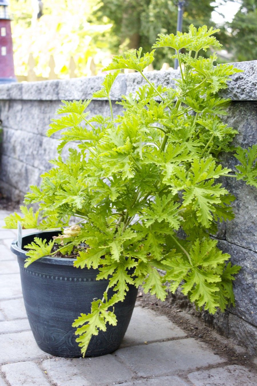 How To Properly Care For Your Citronella Plant Care Of Plants