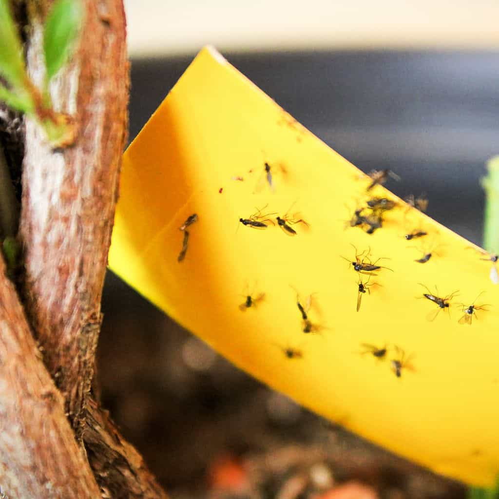 How To Get Rid Of Pests On Your Zebra Plant A Comprehensive Guide