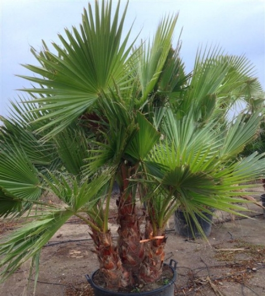 Washingtonia Robusta