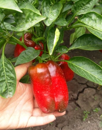 How to speed up the ripening of the peppers on the bushes.