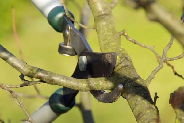 Autumn pruning of fruit trees and shrubs in the fall with their hands