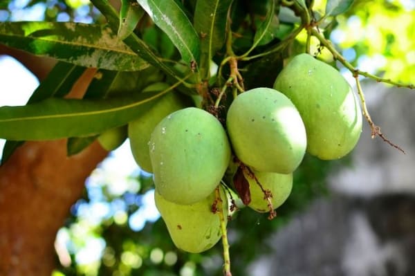 How to grow mango?