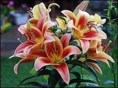 An ode to Lily: ot-hybrids