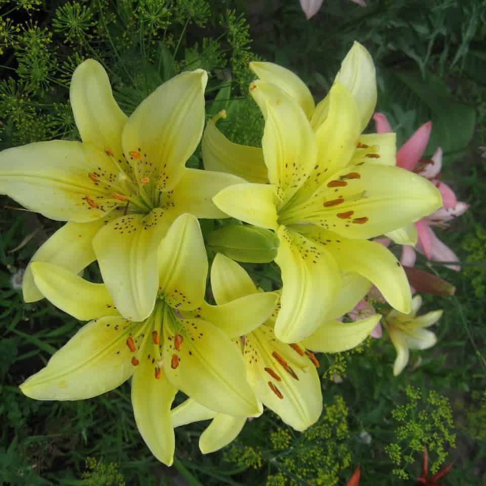 An ode to Lily: Tubular hybrids Photo care instructions