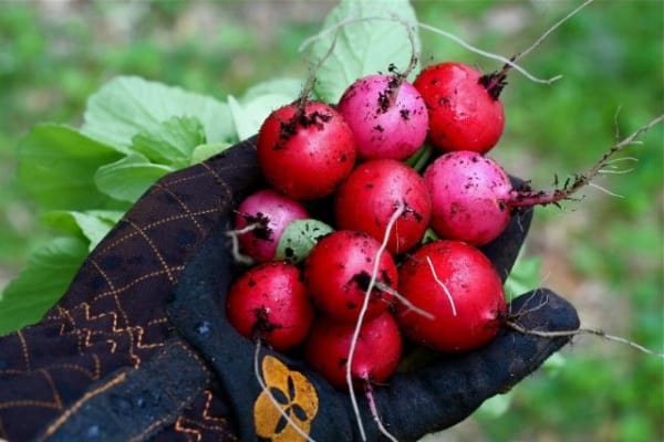 What to sow in the early fall to harvest before winter?