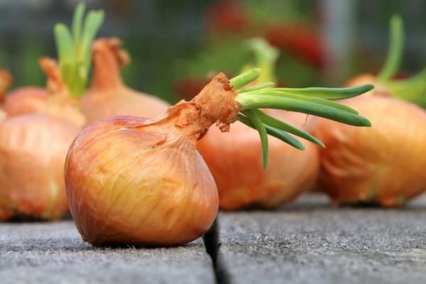 Planting onions for the winter on turnip