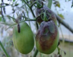 Late blight disease of tomatoes and potatoes