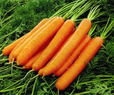 Carrots - little secrets a rich harvest.