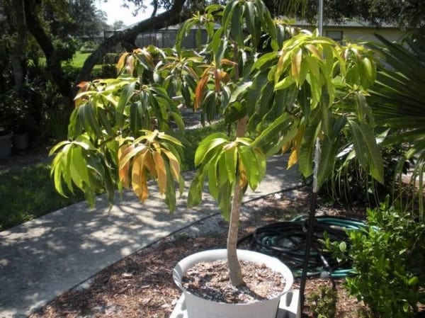 How to grow mango?