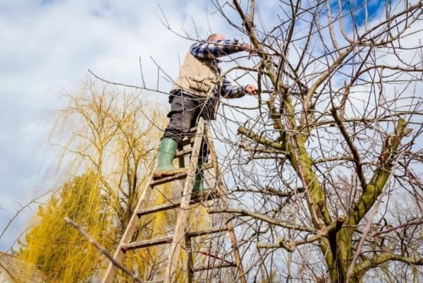 Autumn pruning of fruit trees and shrubs in the fall with their hands