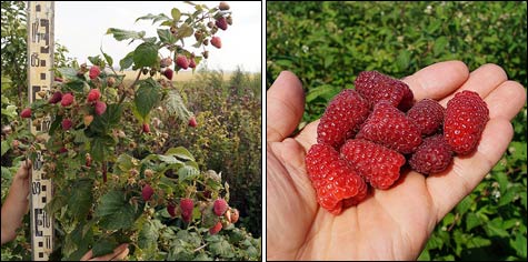 The economy of the plantation of raspberries, or the Berry business