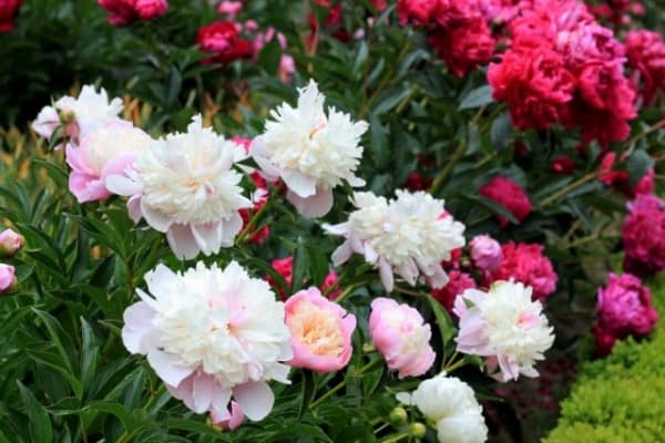 How to care for peonies in the fall so they bloom magnificently in the spring?