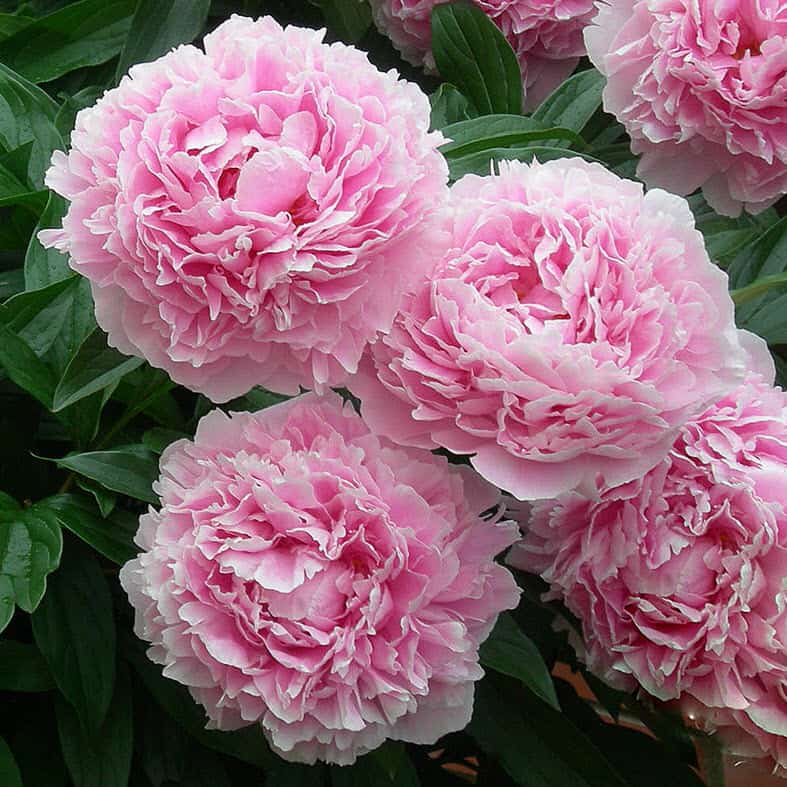 When and how to transplant a peony. | Photo and instructions