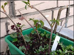 Propagation of plants from root cuttings