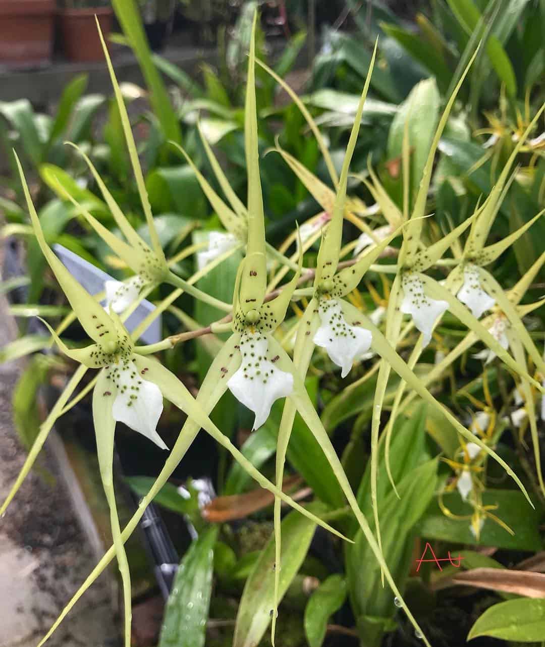 Brassia Orchid at home