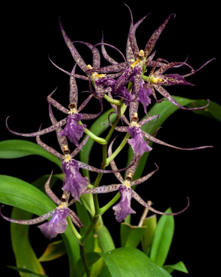  Brassia Orchid at home